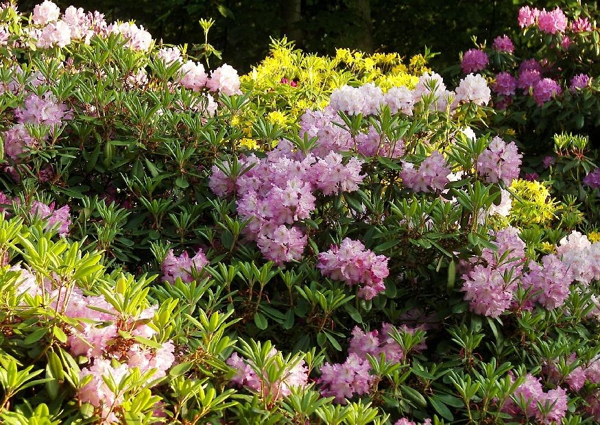 03-rhododendronhybriden